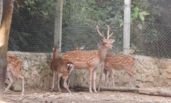 100 male deers are selected for breeding
