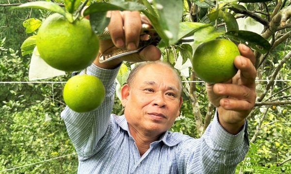 Nông nghiệp Hà Tĩnh trên hành trình tăng trưởng xanh, tiêu dùng xanh