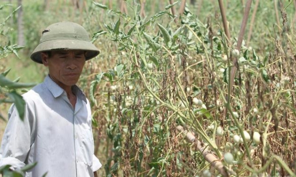 Đẩy mạnh chuyển đổi cây trồng ứng phó hạn hán khốc liệt ở Bắc Trung Bộ