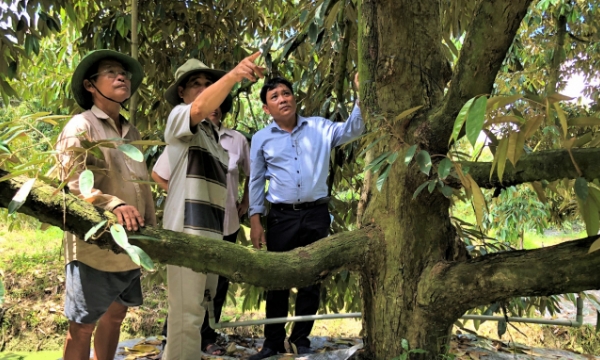 Reviving durian area after historical drought and salinity