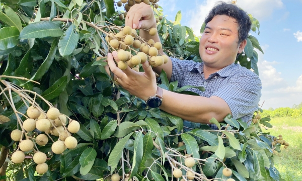 The rise of Ido longan in converted land