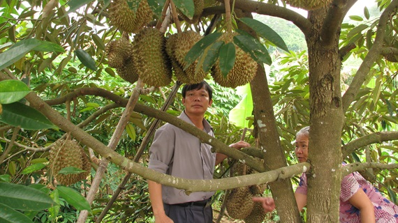 Dak Lak durian prices at VND 40,000 per kg, increasing every alternate day