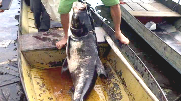 Bắt được cá mè hơn 40kg ở hồ thủy điện