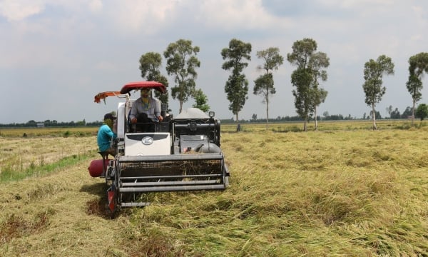 South-central coastal, Central Highlands regions gain bumper harvest of summer-autumn rice crop