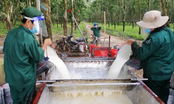 Reaching rubber production target for this year feasible