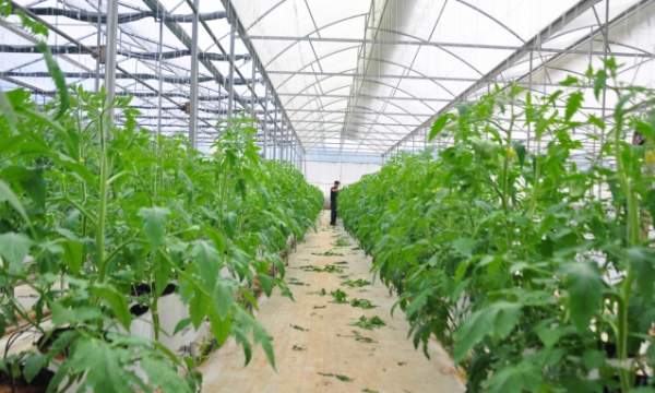 Vegetable, flower growers excited back to their fields in Lam Dong