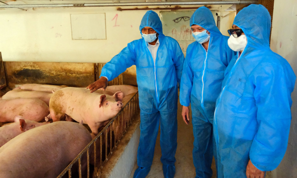 Drastic measures for African swine fever control