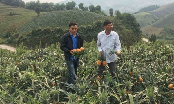 Lao Cai has 'headache' with over 40,000 tons of pineapple per year