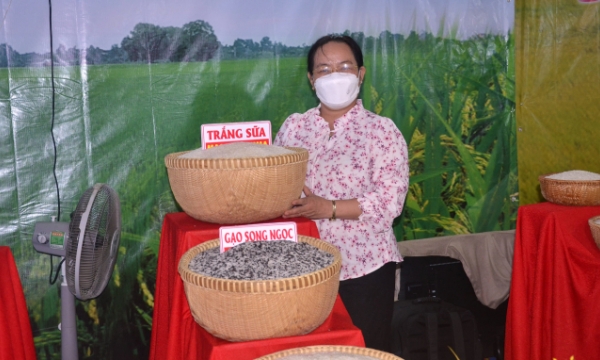 Xuất hiện gạo hai màu độc đáo tại Festival lúa gạo Việt Nam lần thứ V