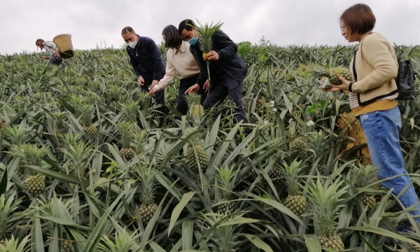 Hard to find output market for 8,000 tons of Muong Khuong pineapple