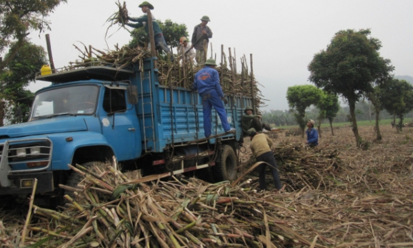 A fierce battle of sugarcane