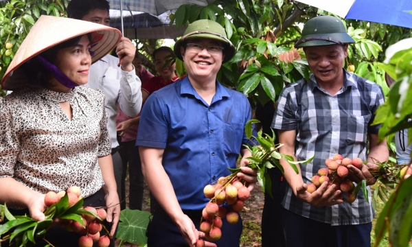 Hai Duong lychee exports to fastidious markets expect to increase by 40%