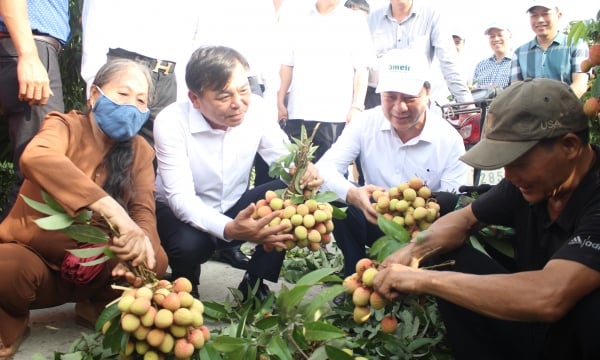 Hai Duong promotes trading of sustainable lychee and typical products
