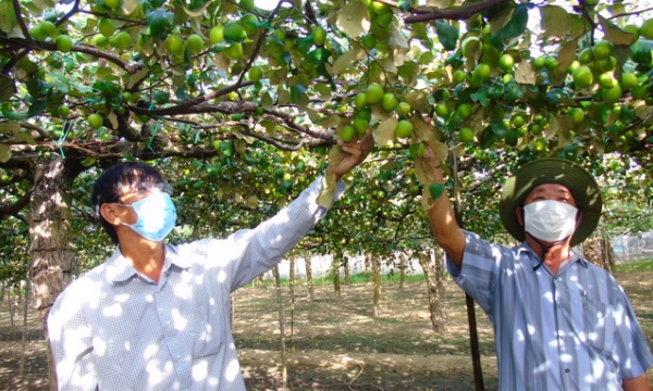 Quản lý dịch hại tổng hợp trên cây táo, doanh thu 800 - 900 triệu đồng/ha/vụ