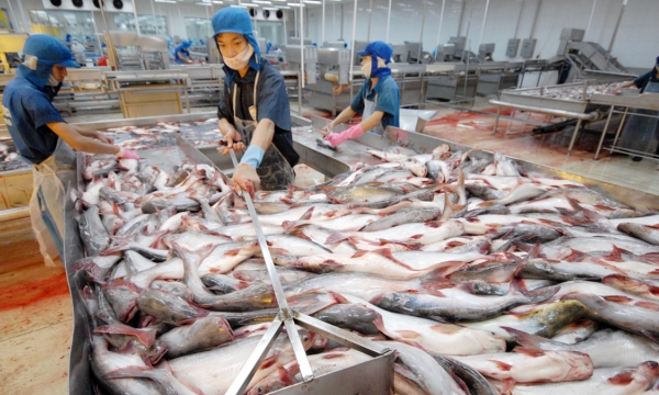 Xuất khẩu cá tra đạt 2,4 tỷ USD: Đỉnh cao nhất lịch sử