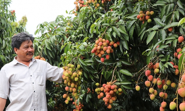 Đắk Lắk: Vải thiều đầu mùa bán tại vườn 20.000 đồng/kg