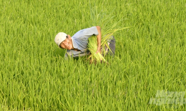 Quản lý dinh dưỡng tốt để cây lúa cho năng suất tối đa