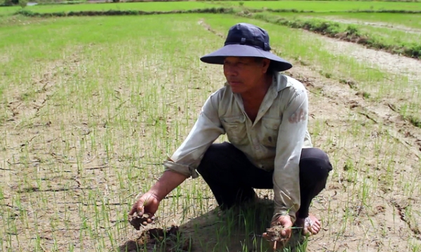 Chuyển mạnh đất lúa kém hiệu quả sang cây trồng cạn