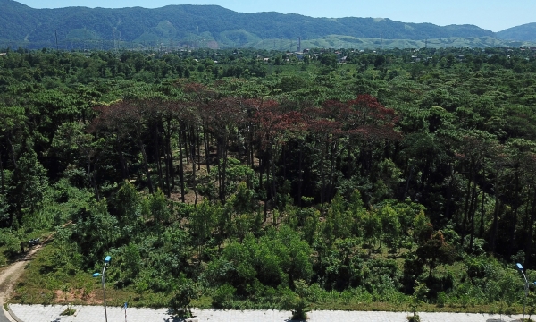 Tình trạng đầu độc rừng thông, lấn chiếm đất sản xuất diễn biến phức tạp