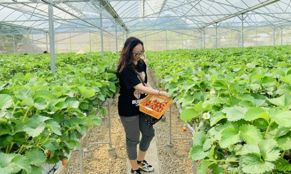 Strawberry farm of the 'Japanese ethnic minority guy'
