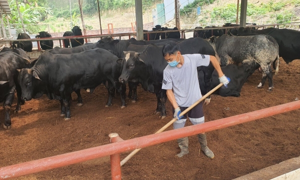 Chăn nuôi an toàn sinh học ở Vĩnh Phúc [Bài cuối]: Lời giải bài toán nhỏ lẻ, môi trường