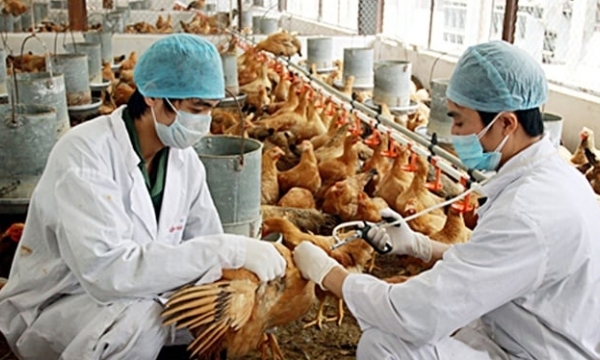 Sử dụng kháng sinh trong thức ăn chăn nuôi có xu hướng giảm mạnh