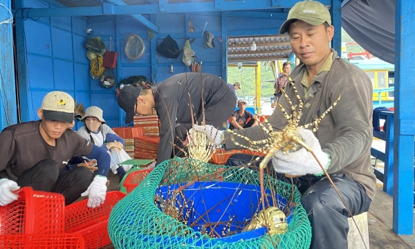 Ornate rock lobster struggles 'traffic jam' to China: Not the issues of inspection, food safety