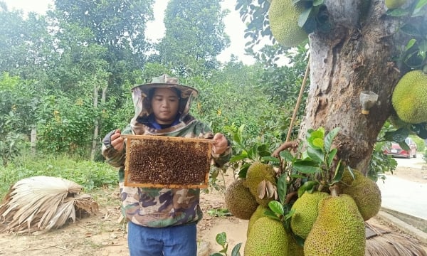 Mật ong Hương Trạch, món quà tinh túy của núi rừng