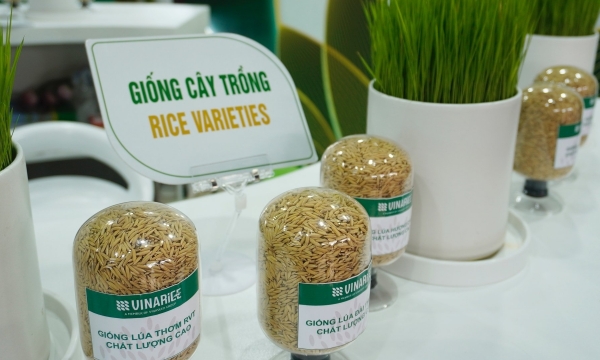 Vinarice giới thiệu những giống lúa chất lượng cao bản quyền
