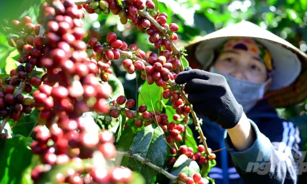 Xuất khẩu cà phê 2 tháng đầu năm đạt 1,38 tỷ USD