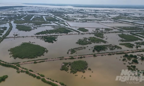 Thái Bình giữ lại 12.500ha khu bảo tồn đất ngập nước Tiền Hải
