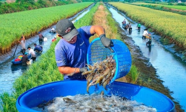 Build a green brand for Vietnamese shrimps