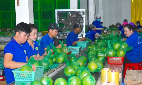 Fruit export businesses accelerated right from the beginning of the year