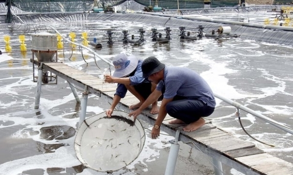 Bản tin Thủy sản ngày 21/3/2024: Yếu tố quyết định sức cạnh tranh của tôm Việt