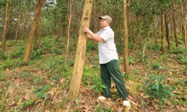 Khuyến khích doanh nghiệp đầu tư, liên kết với người dân trồng rừng gỗ lớn