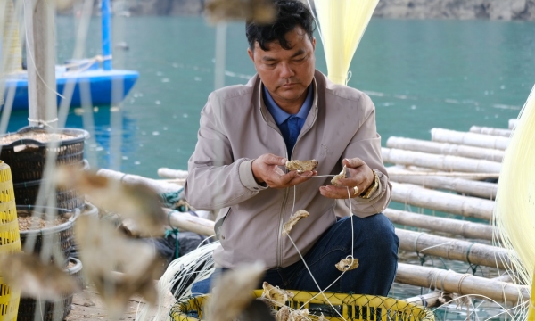 Quảng Ninh cấm đầu cơ, 'phát canh thu tô' mặt nước nuôi biển