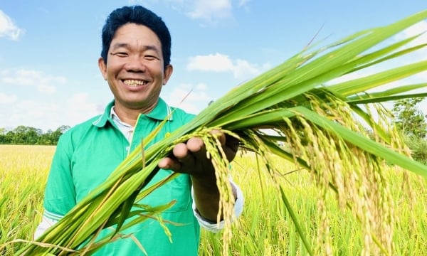 Capacity strengthening for 1 million people to implement the one million hectares of rice program