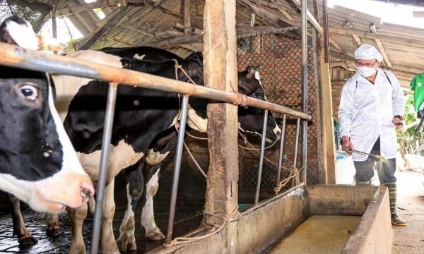 Đàn bò sữa Vĩnh Tường mỗi ngày thải 250 tấn phân, 30.000 lít nước tiểu