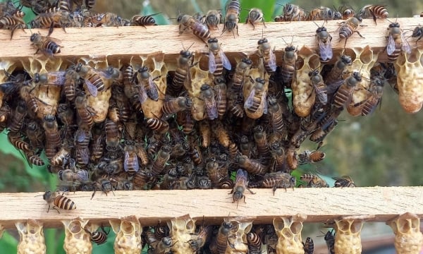 Duy trì 1,3 - 1,5 triệu đàn ong đến 2030