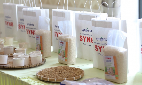 Syngenta Việt Nam trình làng 'siêu phẩm' lúa lai 3 dòng Syn8