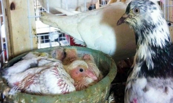 Phòng bệnh đậu cho bồ câu - cách sát trùng chuồng nuôi nhốt chim bồ câu