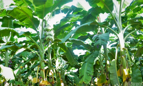 Risks warned as farmers rush into growing banana