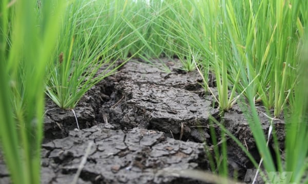 Drought threatens thousands of hectares of crops