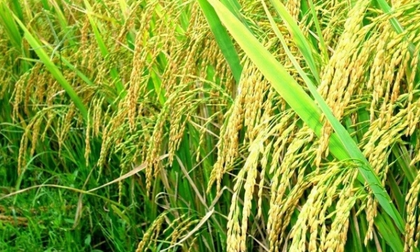 Huyện Sóc Sơn phát triển được gần 600ha giống lúa nếp cái hoa vàng