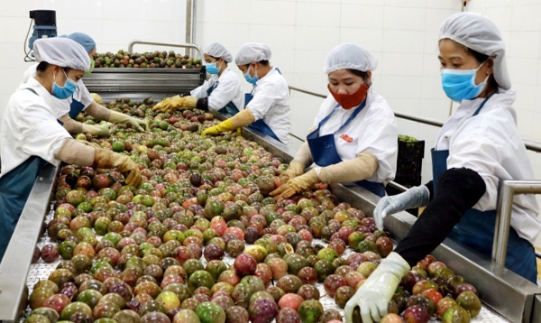 Đề nghị Hoa Kỳ mở cửa đối với quả dừa và chanh leo Việt Nam