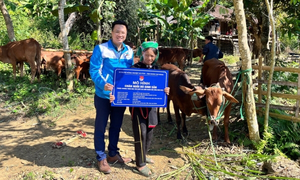 Trao tặng bò giống cho 20 hộ dân huyện nghèo Bảo Lâm