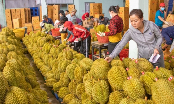 Việt Nam đứng thứ 2 về xuất rau quả sang Trung Quốc