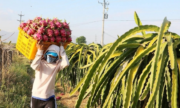 Diện tích trồng thanh long ở Trung Quốc tăng nhanh và ‘đối sách’ của Việt Nam