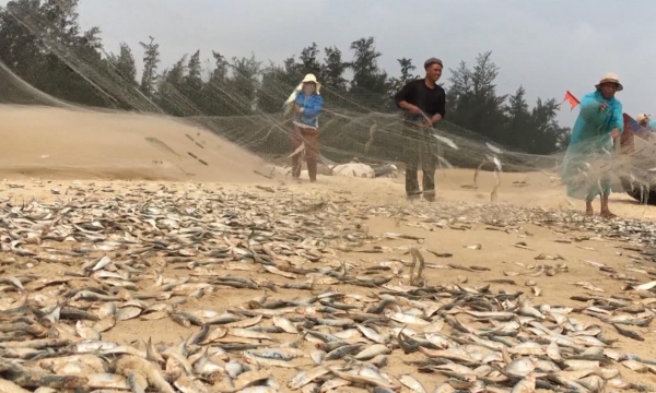 Ngư dân Quảng Trị trúng vụ cá trích