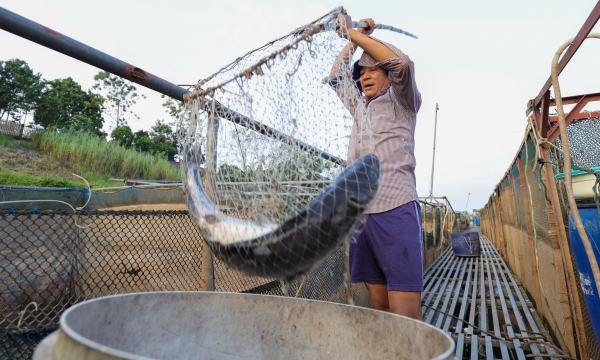 Người nuôi cá lồng lao đao vì nước sông Đà cạn trơ đáy
